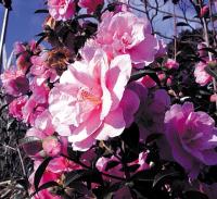 Camellia in flower