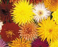 Dahlia flowers Dahlia flowers
