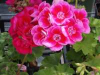 Geranium plant in flower