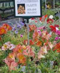 Alstroemeria plants for sale