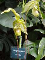 Orchid flower Orchid flower