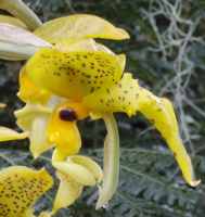 Stanhopea orchid