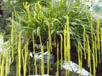 Dendrofiliforme orchid Dendrofiliforme orchid