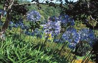 Agapanthus flowers Agapanthus flowers