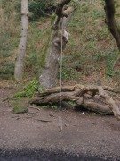 Jersey St Catherines Woods rope swing