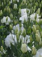 White Lisianthus flowers White Lisianthus flowers